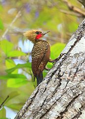 Pale-crested Woodpecker